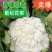 山东聊城产地白面青梗松花菜脆嫩饱满货源稳定商超市场优选货