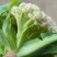 山东聊城产地白面青梗松花菜脆嫩饱满货源稳定商超市场优选货
