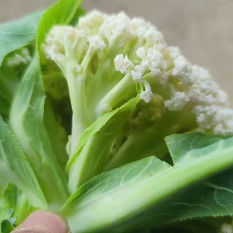 山东聊城产地白面青梗松花菜脆嫩饱满货源稳定商超市场优选货