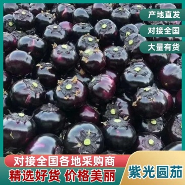 山东聊城精品紫光圆茄新鲜现摘整车批发货源充足价优