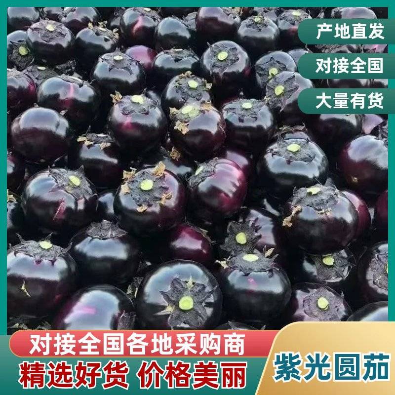 山东聊城精品紫光圆茄新鲜现摘整车批发货源充足价优
