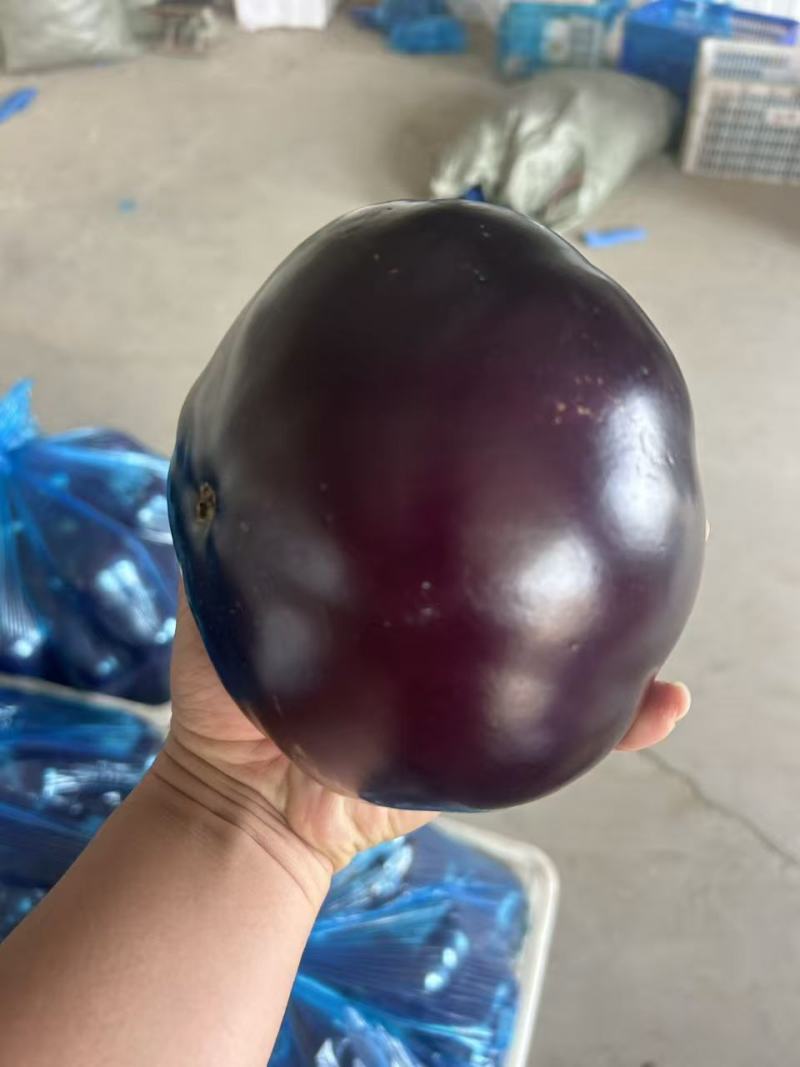 山东聊城精品紫光圆茄新鲜现摘整车批发货源充足价优