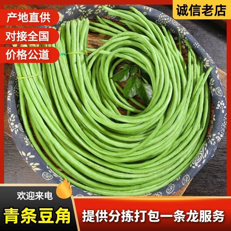 山东聊城青条豆角新鲜直供长条翠绿量大可代办批发商超电商