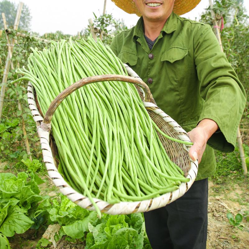山东聊城青条豆角新鲜直供长条翠绿量大可代办批发商超电商
