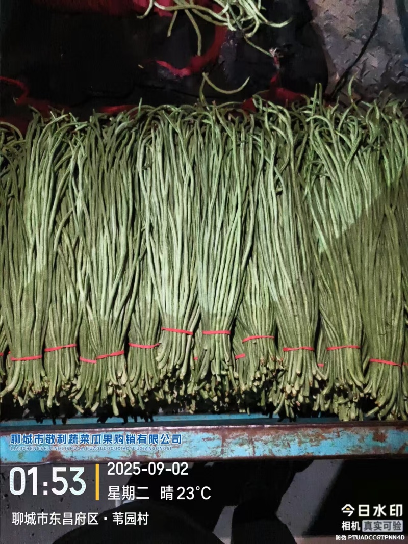 山东聊城青条豆角新鲜直供长条翠绿量大可代办批发商超电商