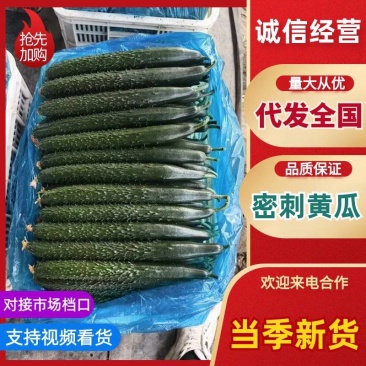 山东聊城密刺黄瓜产地直供新鲜脆嫩量大价优整车代办