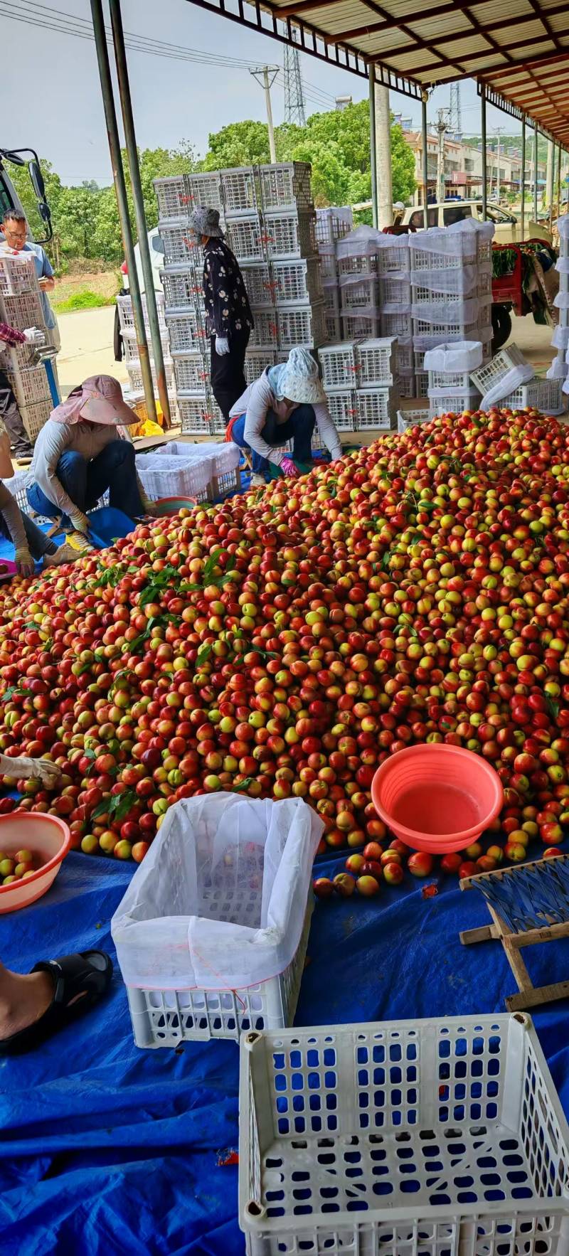 精品金雷油桃品质保证量大从优一手货源欢迎联系