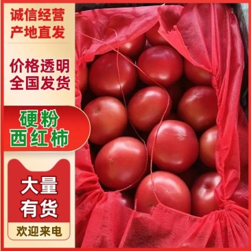 山东聊城硬粉西红柿产地直供果形周正耐储运整车批发
