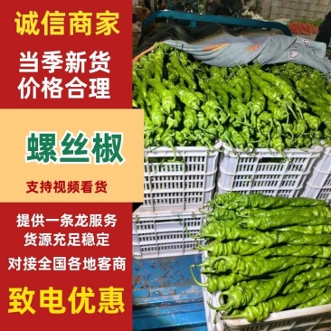 聊城精品螺丝椒现货充足辣味纯正品相端正产地一手货源