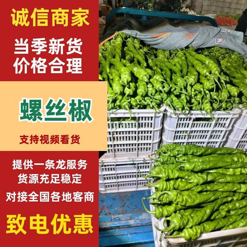 聊城精品螺丝椒现货充足辣味纯正品相端正产地一手货源