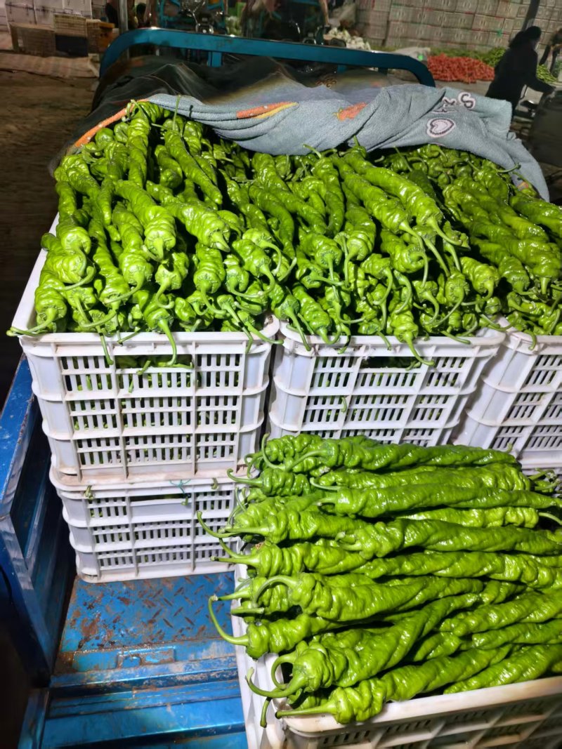 聊城精品螺丝椒现货充足辣味纯正品相端正产地一手货源