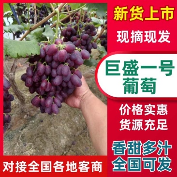 山东聊城巨盛一号葡萄新鲜多汁货源充足整车批发电商优选口感
