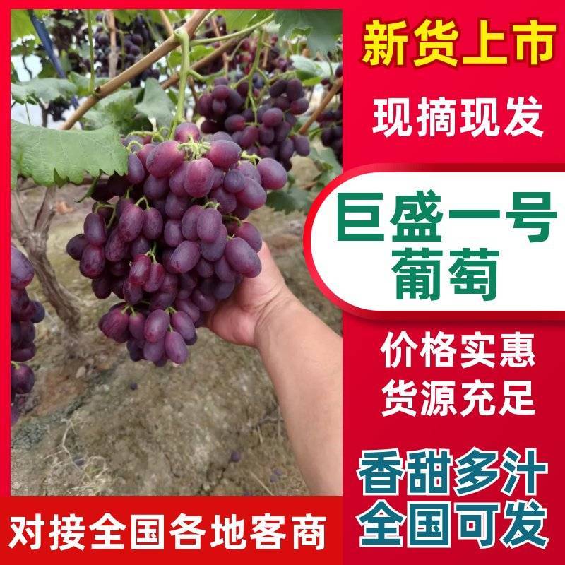 山东聊城巨盛一号葡萄新鲜多汁货源充足整车批发电商优选口感