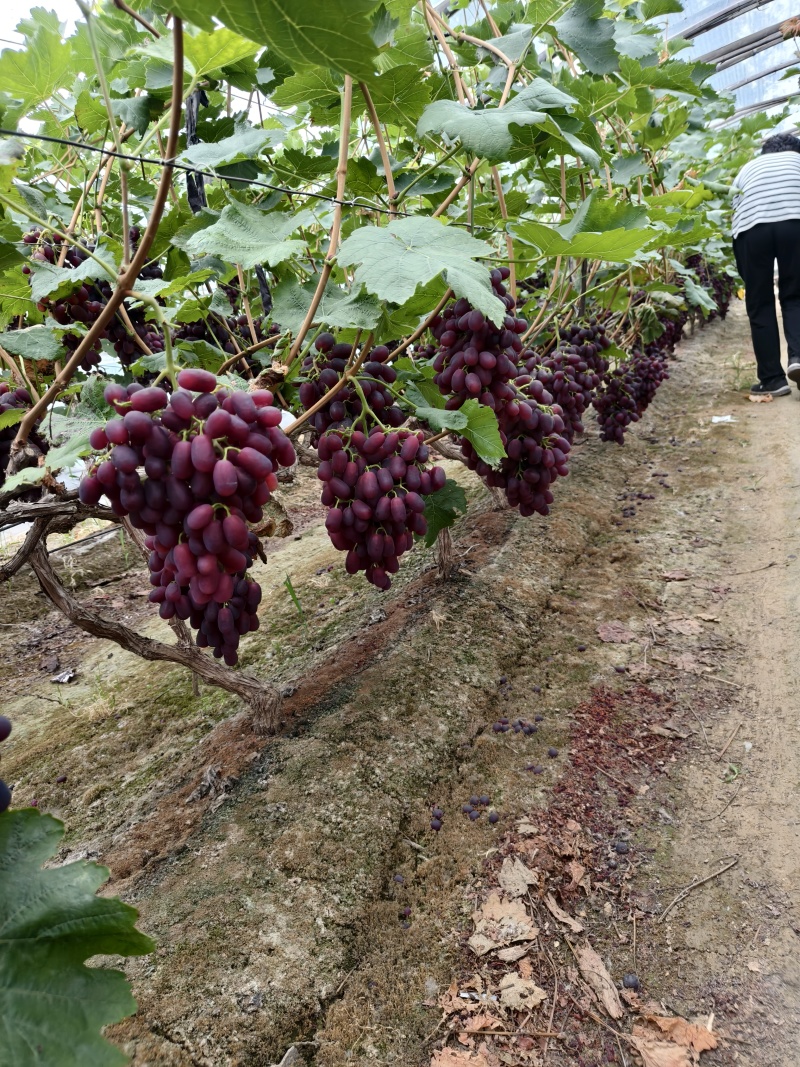 山东聊城巨盛一号葡萄新鲜多汁货源充足整车批发电商优选口感