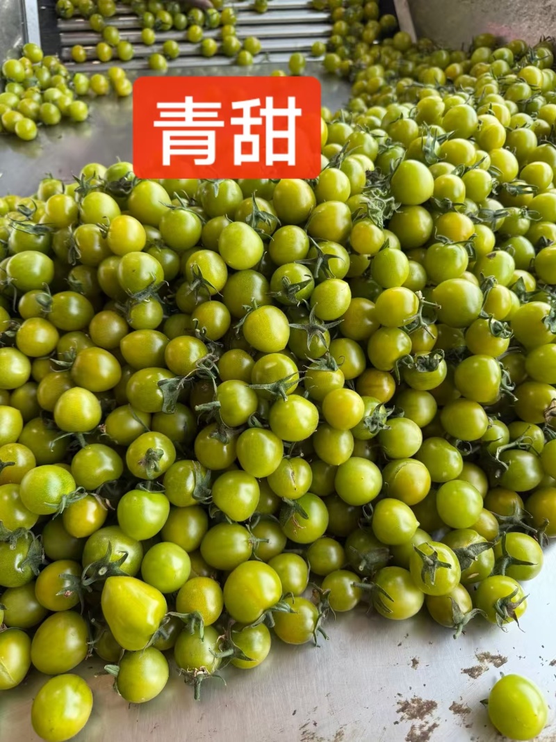 山东聊城青甜圣女果清甜多汁果匀新鲜产地电商市场商超直供