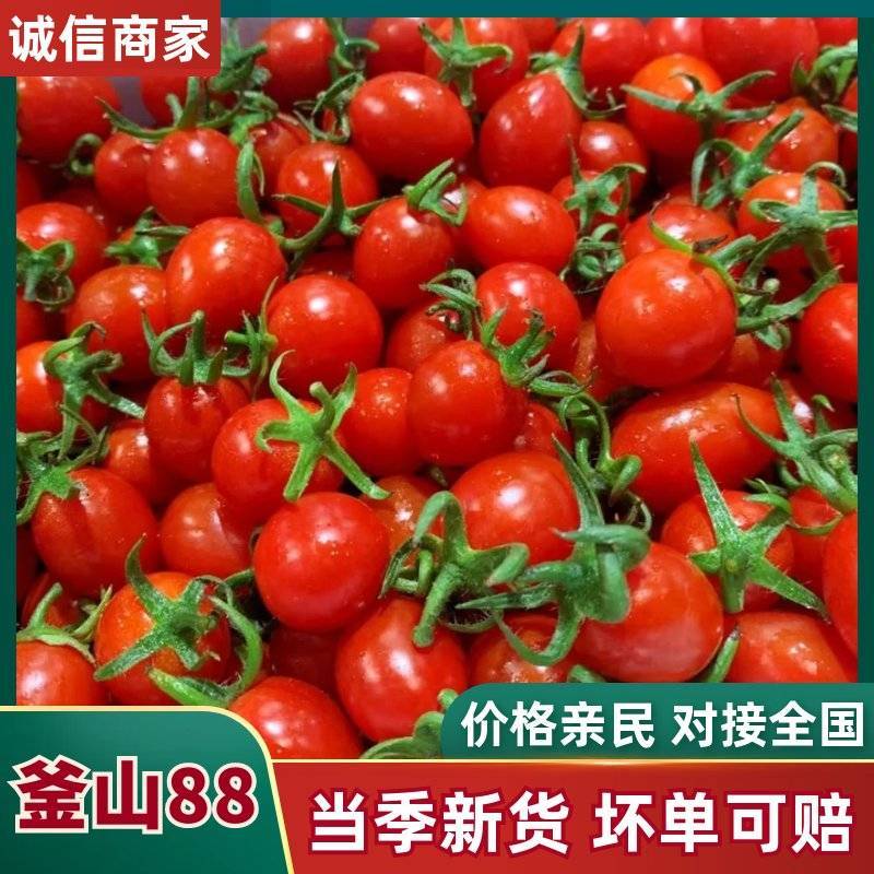 山东聊城釜山88玲珑圣女果爆甜多汁产地直供量大整车代办