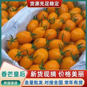山东香芒皇后圣女果果香浓郁清甜爽口产地直供批发