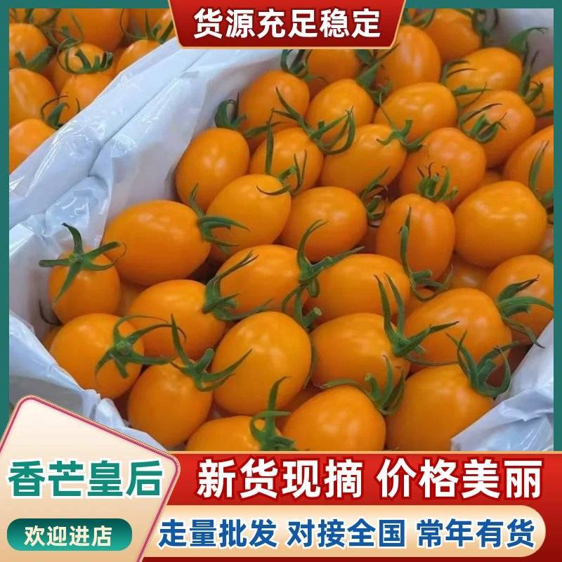 山东香芒皇后圣女果果香浓郁清甜爽口产地直供批发