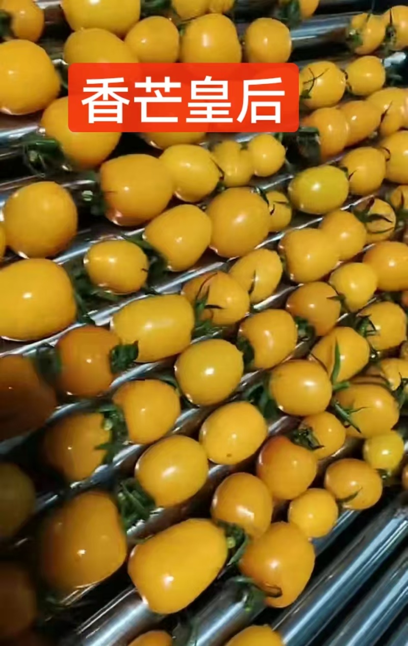 山东香芒皇后圣女果果香浓郁清甜爽口产地直供批发