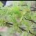杜仲雄花花粉多花草茶深山采摘精选干货无硫原味养可批发
