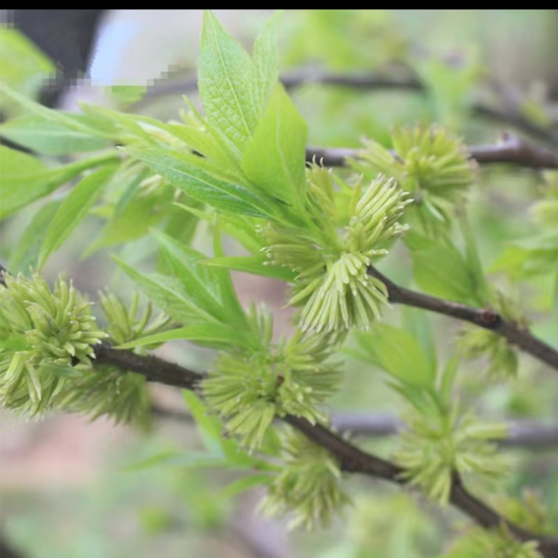 杜仲雄花花粉多花草茶深山采摘精选干货无硫原味养可批发