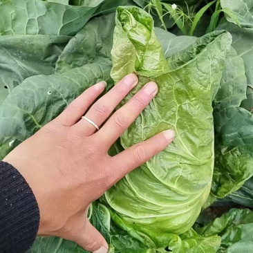 云南昭通冷凉牛心甘蓝