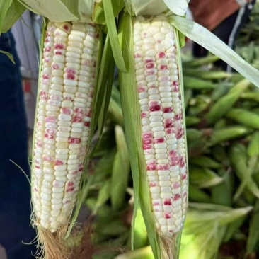 江苏徐州花糯玉米工厂直发一手货源诚信经营