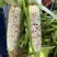 江苏徐州花糯玉米工厂直发一手货源诚信经营