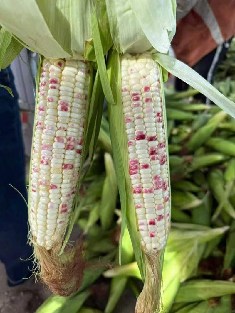 江苏徐州花糯玉米工厂直发一手货源诚信经营