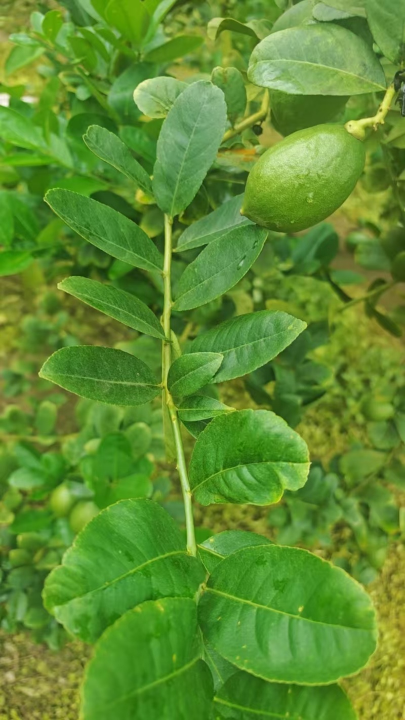 广东香水柠檬叶