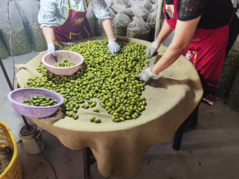 青橄榄，产地一手货源，量大优惠，可视频看货，欢迎合作