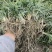 精品玉龙草日本矮麦冬批发，基地直销，大量批发，清秀无病害