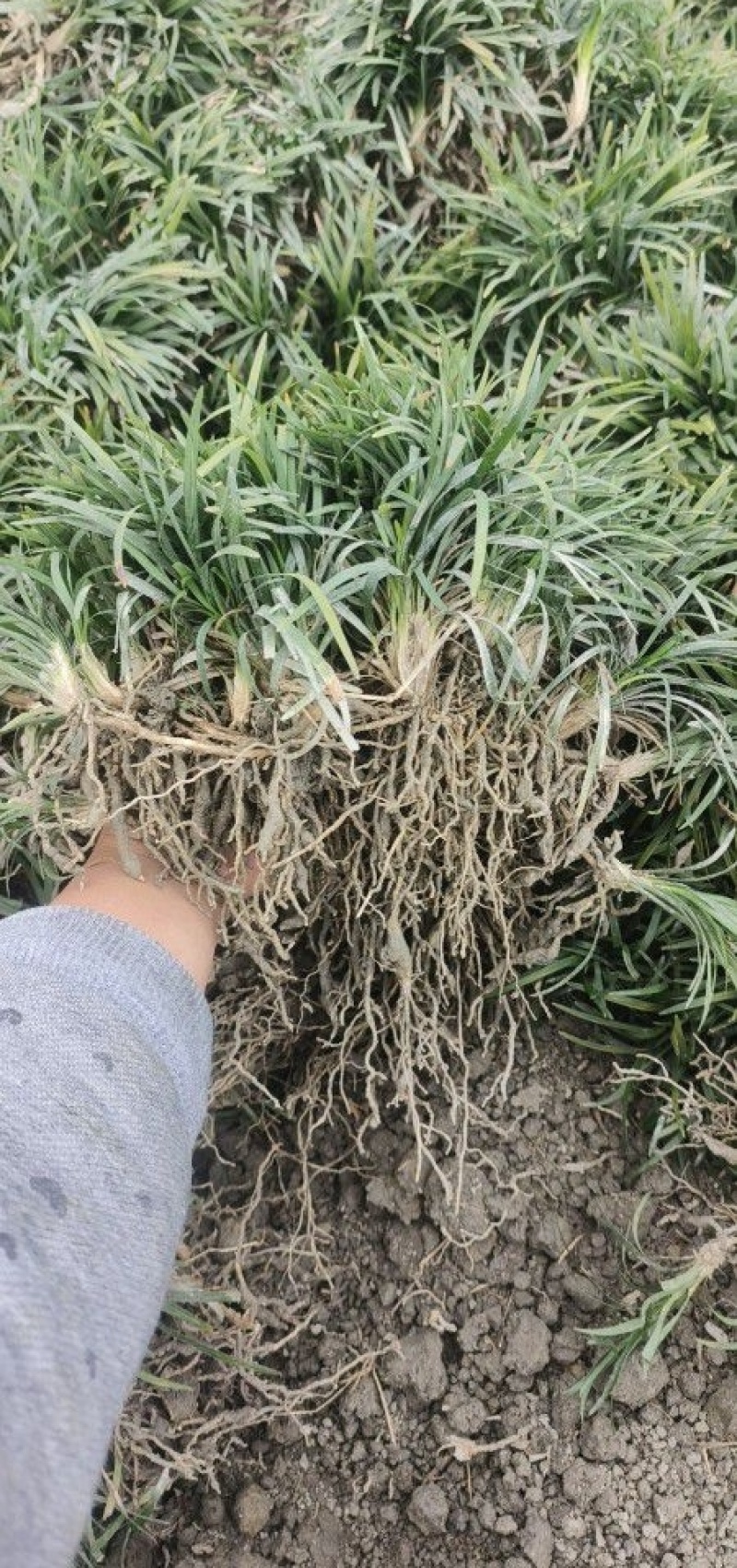 精品玉龙草日本矮麦冬批发，基地直销，大量批发，清秀无病害