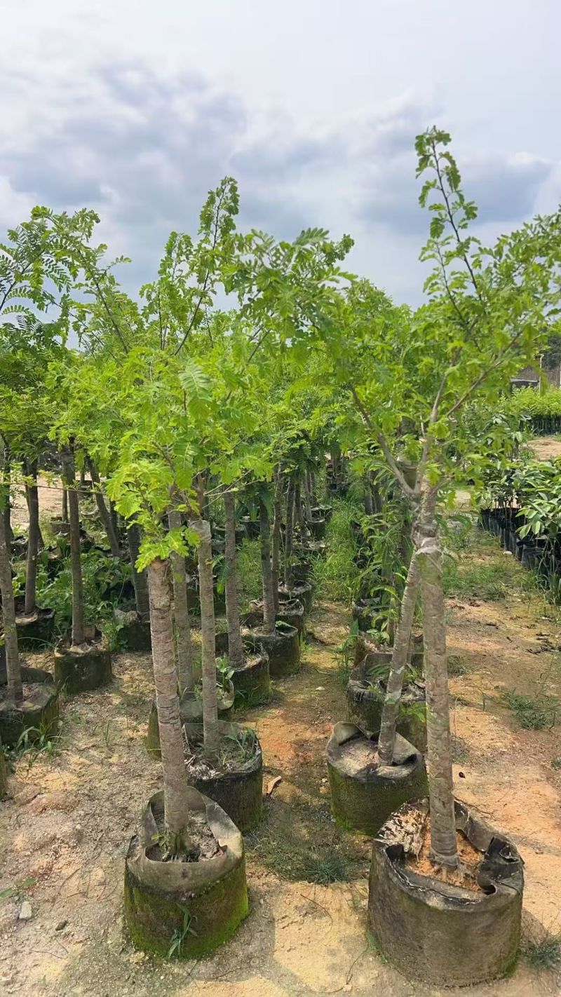 油柑4-5-6分