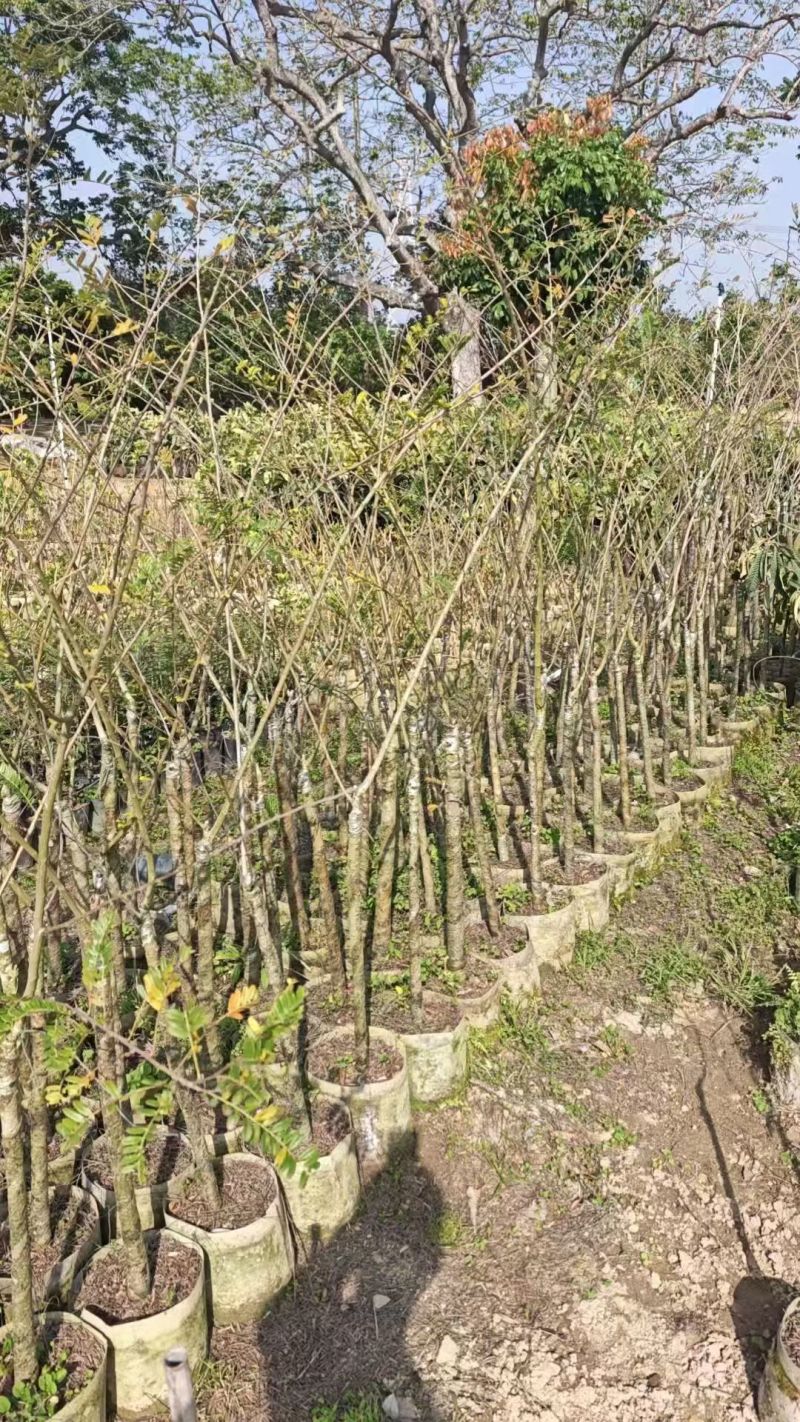 油柑4-5-6分