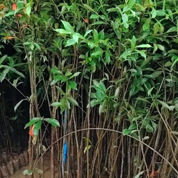山杜英