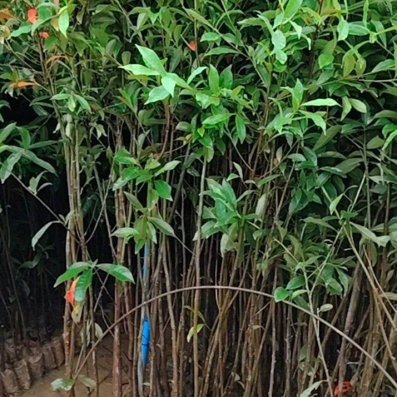 山杜英