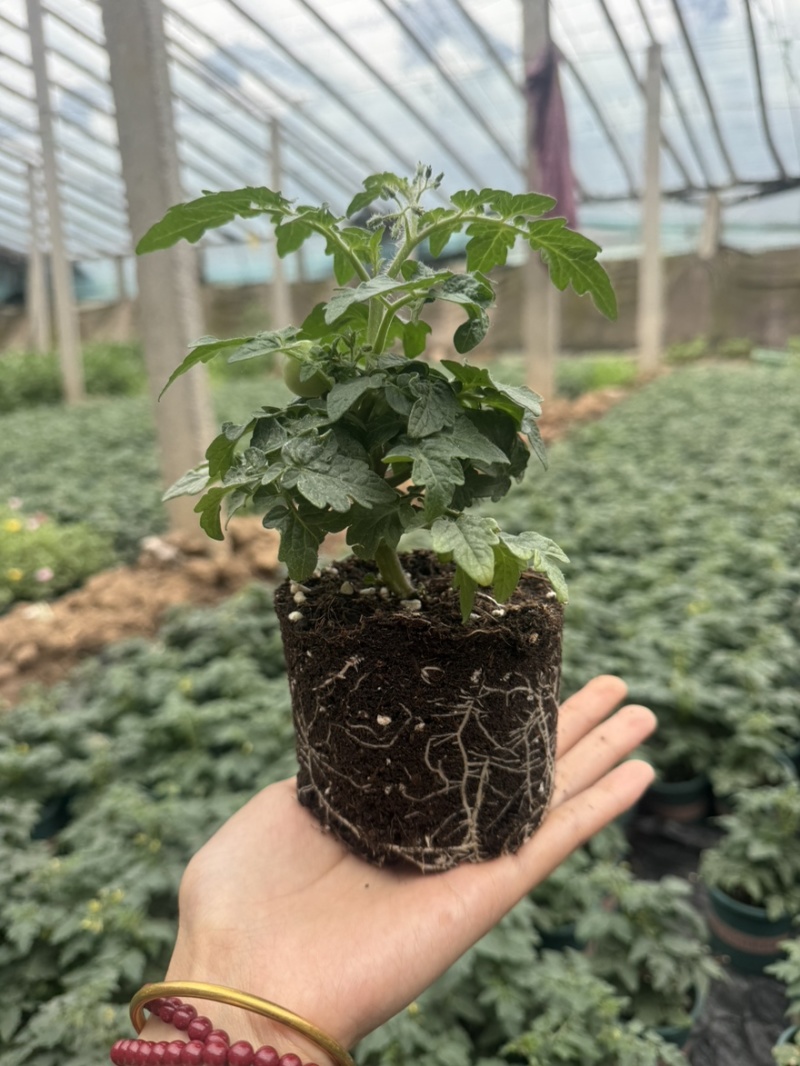 矮生番茄盆栽带果发货矮生红黄黑三色番茄