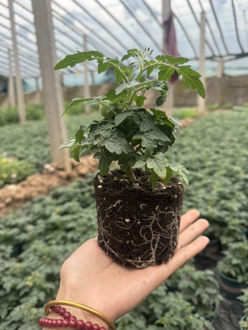 矮生番茄盆栽带果发货矮生红黄黑三色番茄