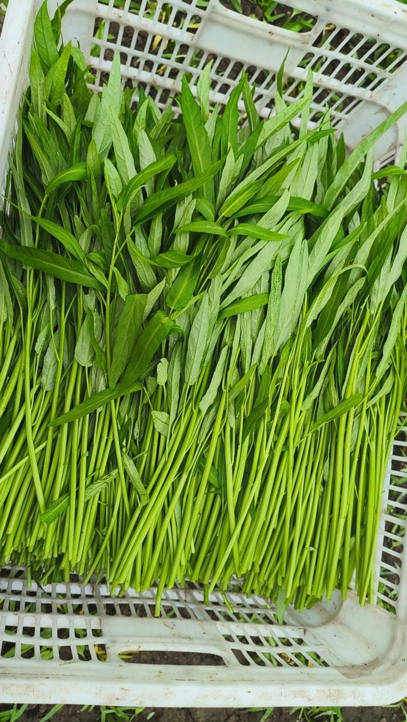 精品空心菜