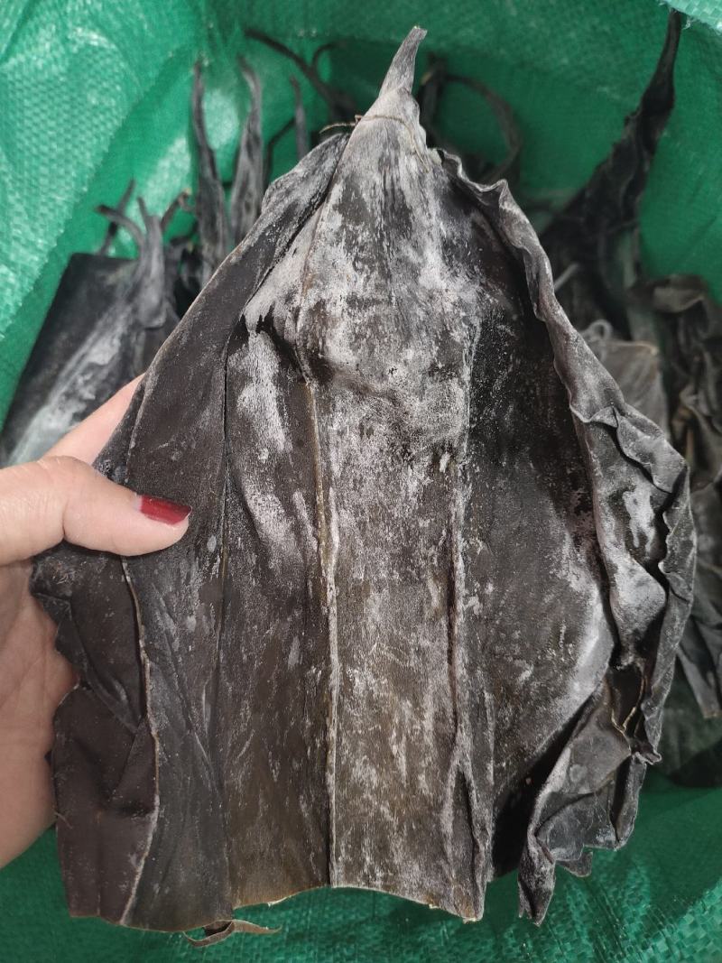 霞浦海带头，25公分，干净无沙，量大可聊
