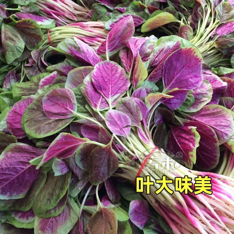红苋菜种子