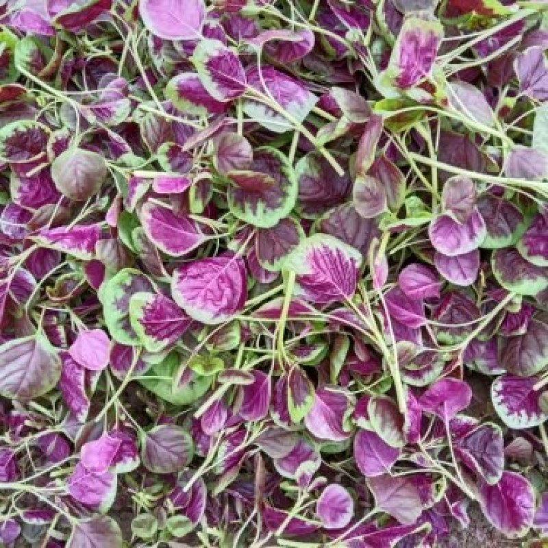 苋菜红苋菜苋菜头产地直供货源稳定