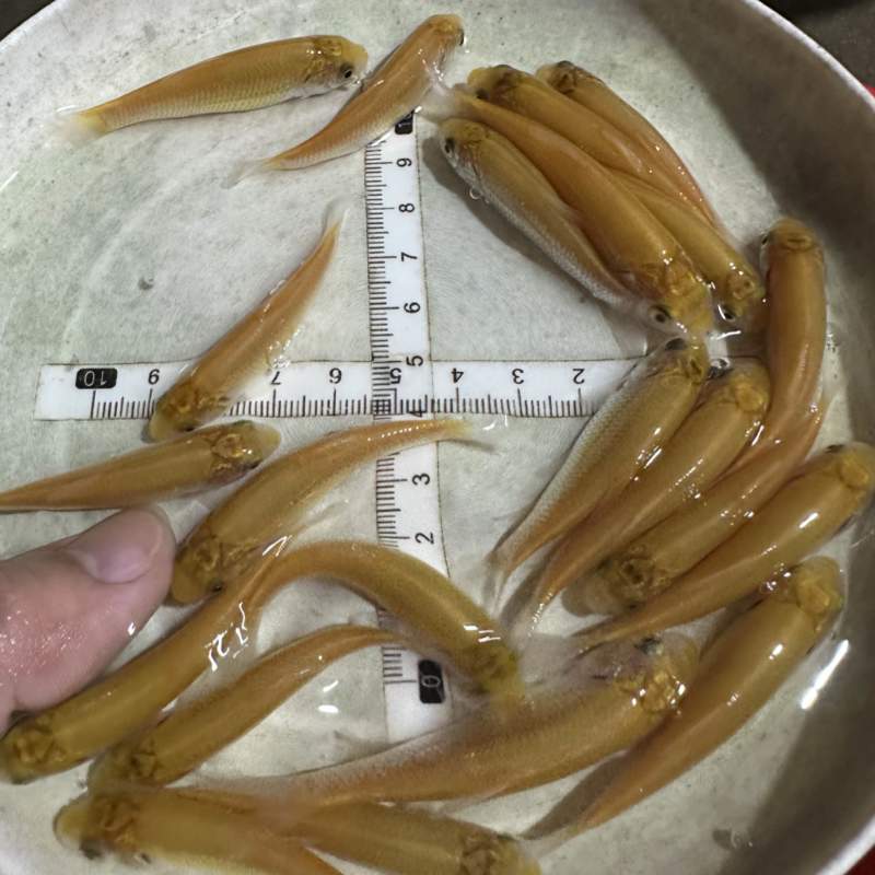 俄罗斯金草鱼苗