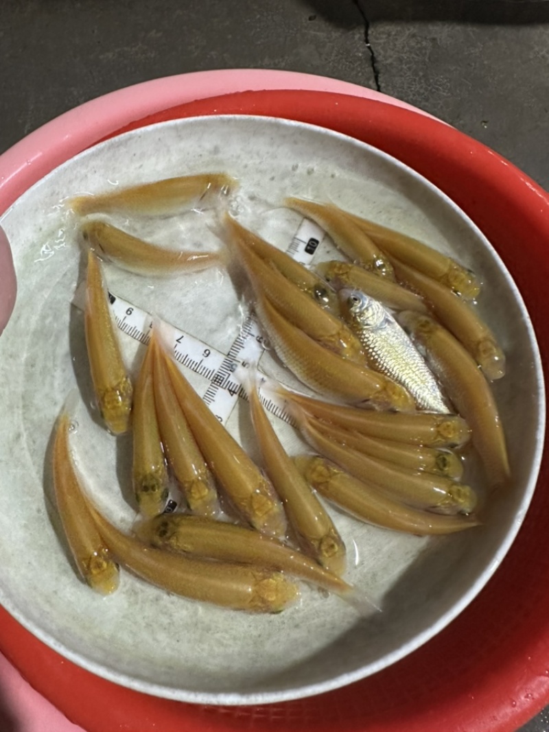 俄罗斯金草鱼苗