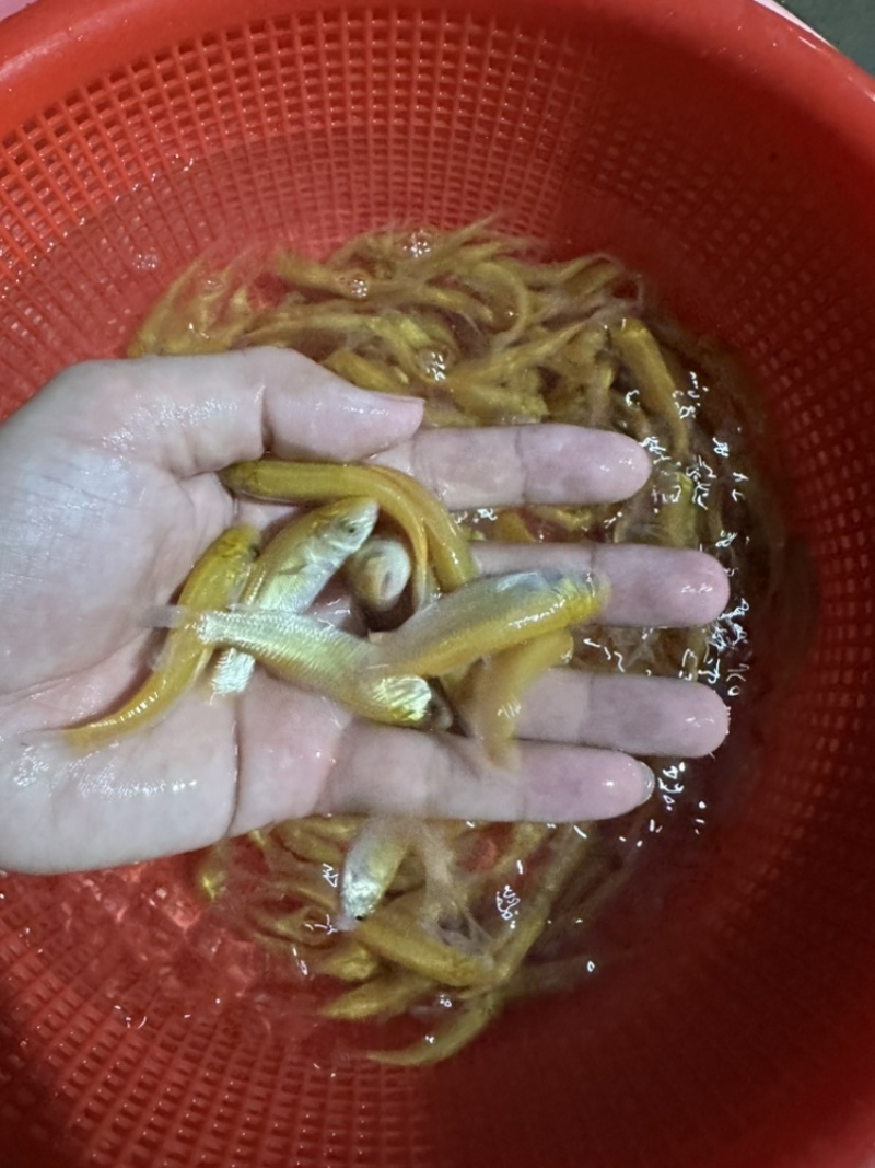 俄罗斯金草鱼苗