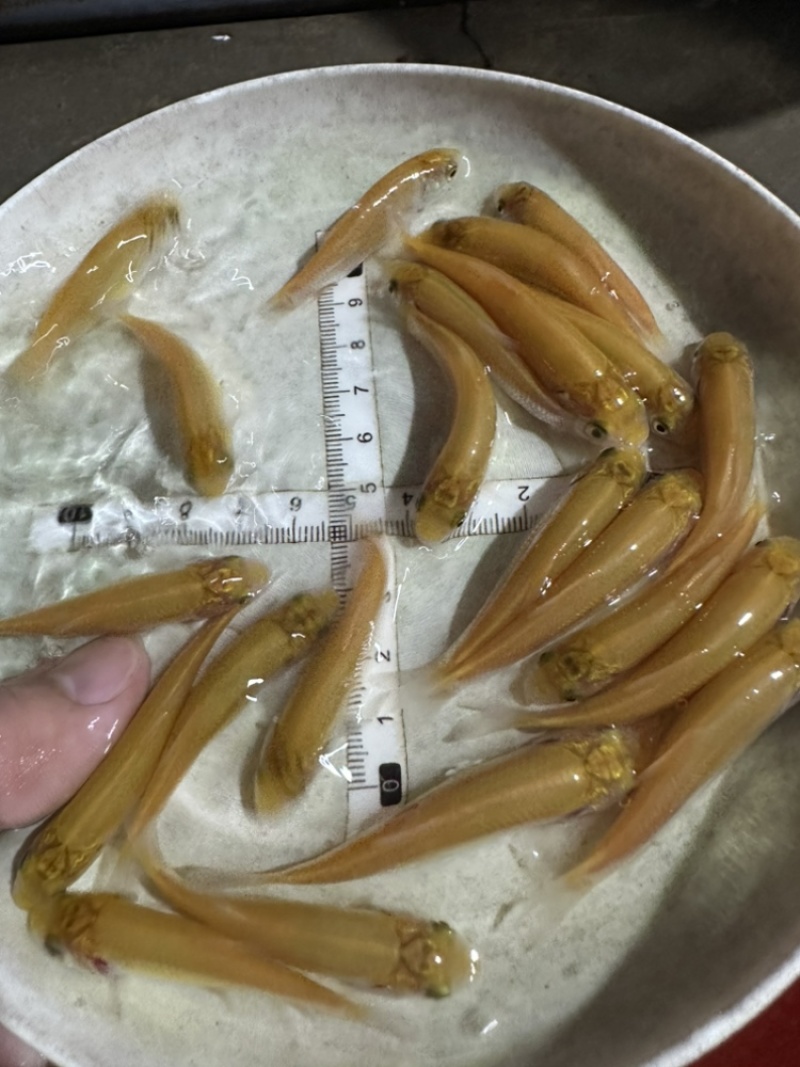 俄罗斯金草鱼苗