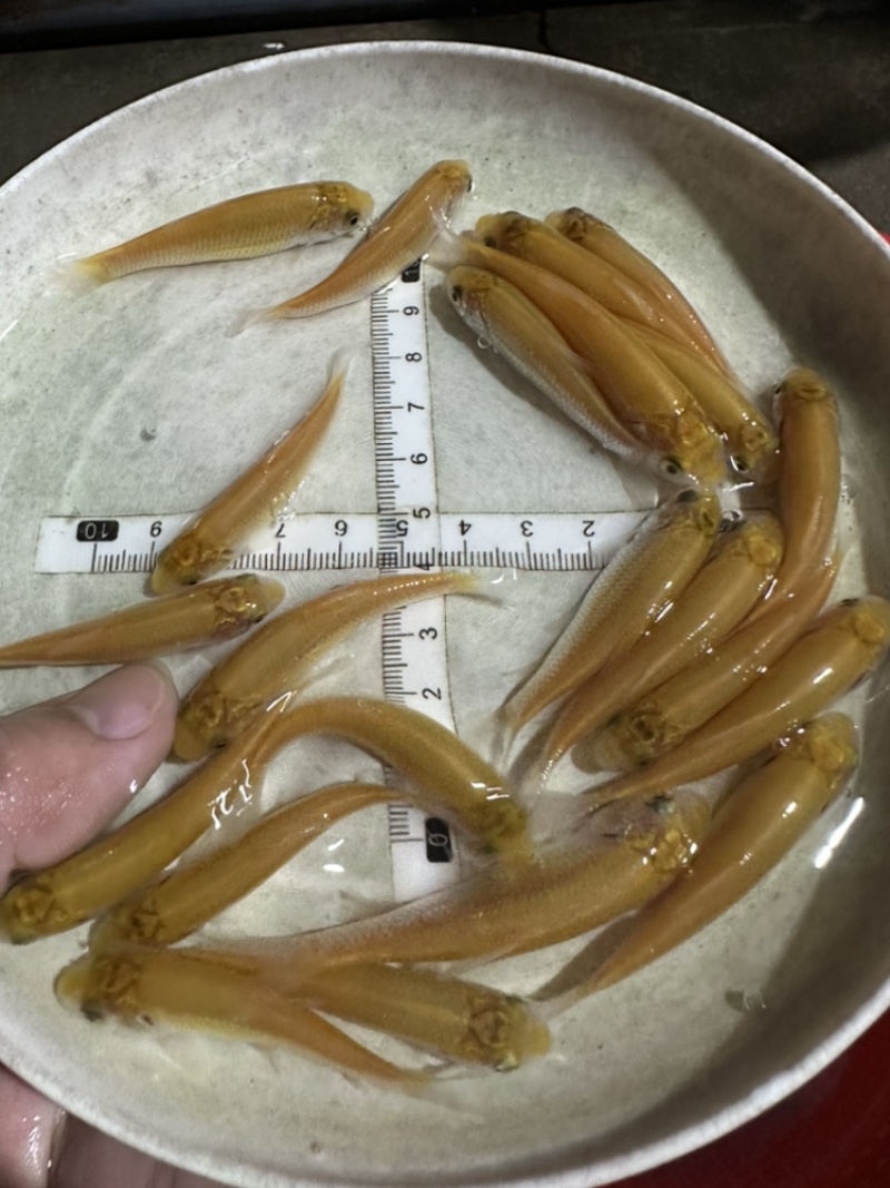 俄罗斯金草鱼苗