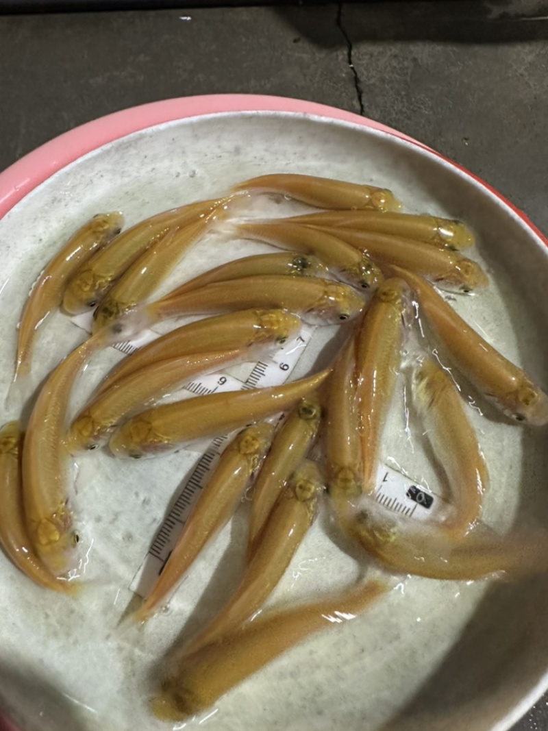 俄罗斯金草鱼苗