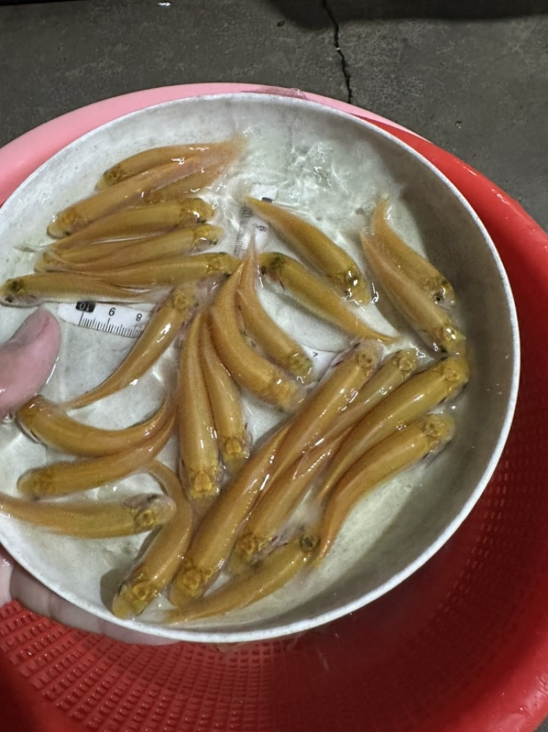 俄罗斯金草鱼苗